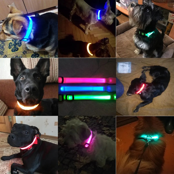 LED Dog Collar | Anti-Lost, Rechargeable & Bright for Night Safety