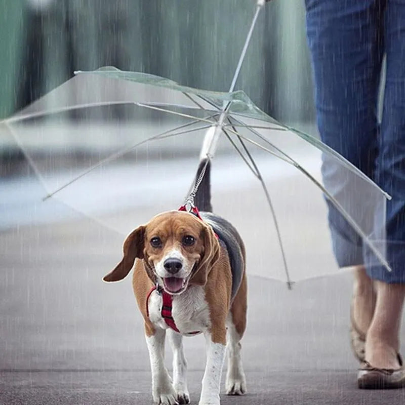 Creative Leash Puppy Raincoat | Transparent Design with Stainless Steel Leash